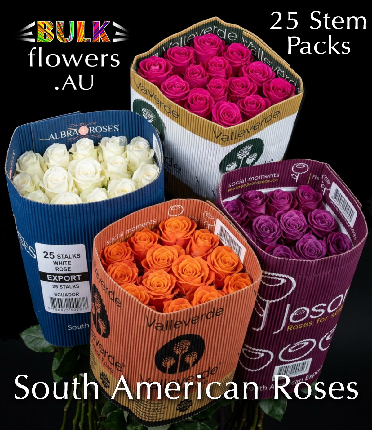 SOUTH AMERICAN ROSES